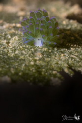 The nudibranch I prefer... by Mathieu Macias 